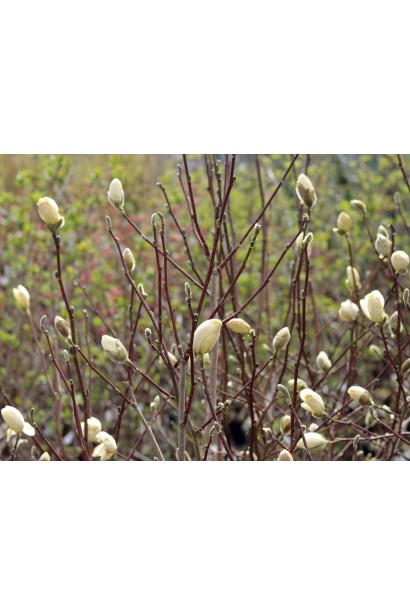 Гілка магнолії Wildcat із повністю розкритими білими квітами.